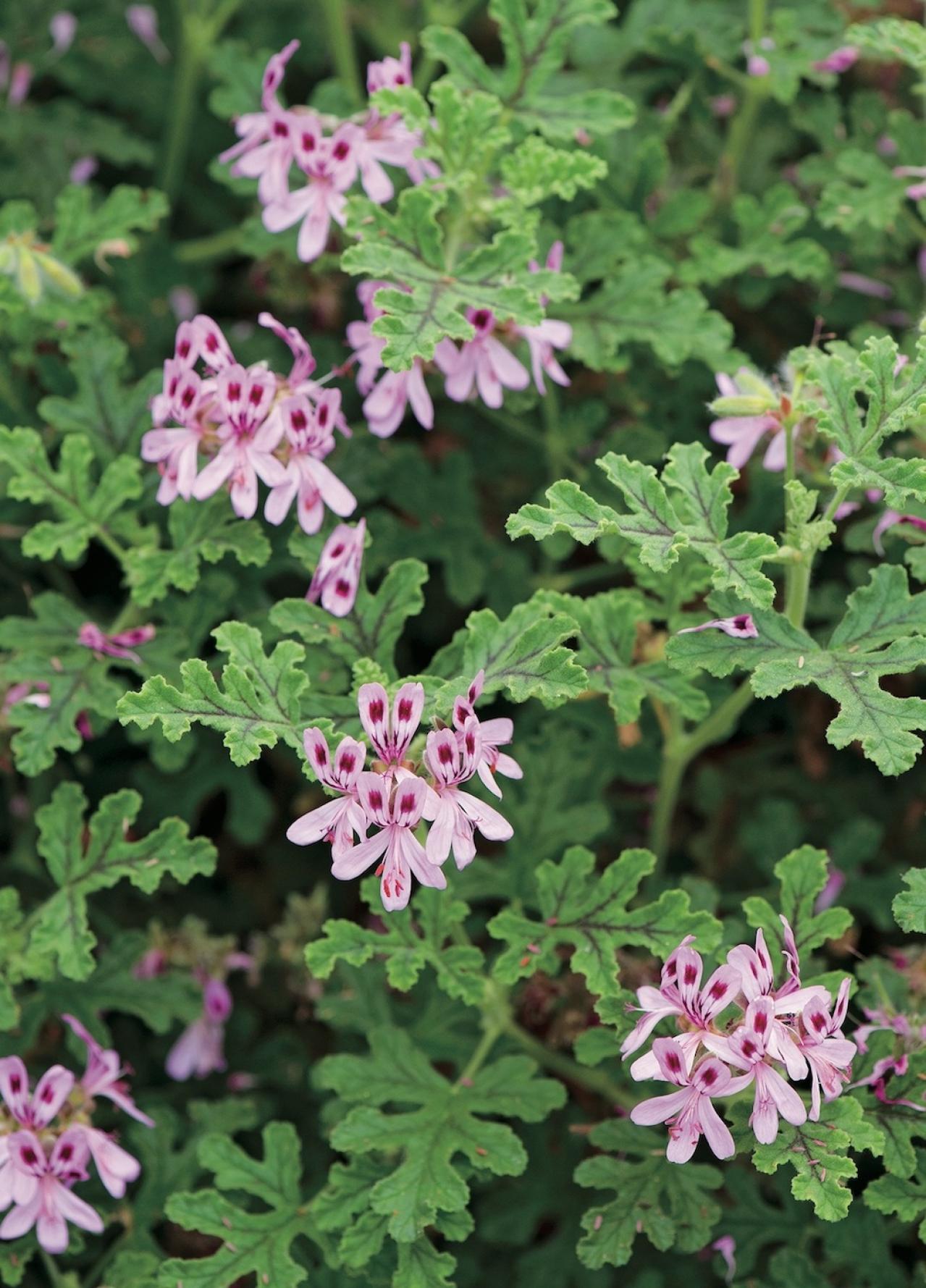 【ガーデニング】愛らしい花と葉っぱの香りが楽しいハーブ【センテッドゼラニウム】の栽培方法と活用アイデア2選（画像5）