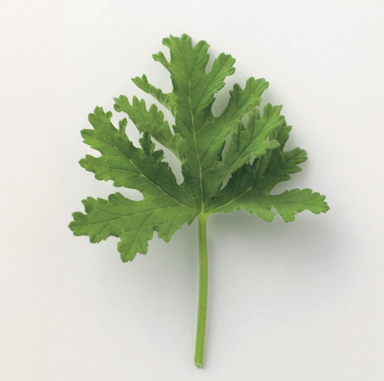 【ガーデニング】愛らしい花と葉っぱの香りが楽しいハーブ【センテッドゼラニウム】の栽培方法と活用アイデア2選（画像3）