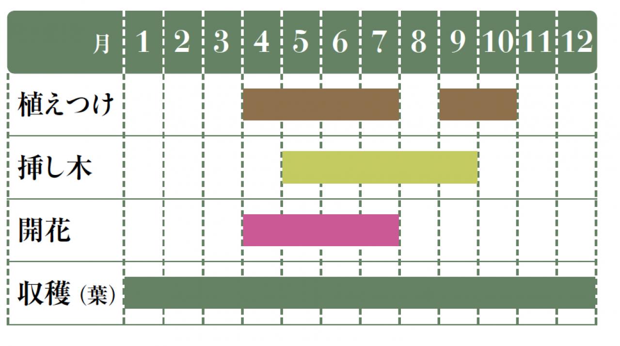 【ガーデニング】愛らしい花と葉っぱの香りが楽しいハーブ【センテッドゼラニウム】の栽培方法と活用アイデア2選（画像2）
