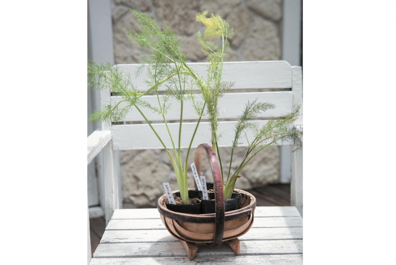 【ガーデニング】魚料理と相性バツグン！多年草ハーブ【フェンネル】の栽培方法と活用アイデア3選