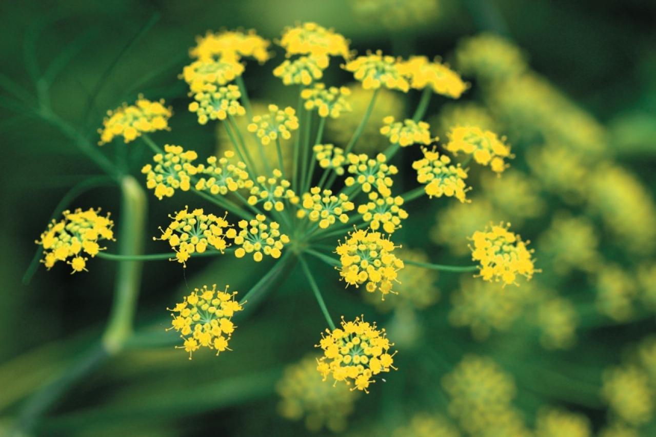 【ガーデニング】魚料理と相性バツグン！多年草ハーブ【フェンネル】の栽培方法と活用アイデア3選（画像5）