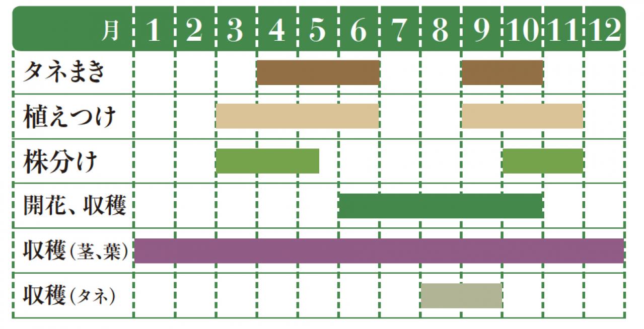 【ガーデニング】魚料理と相性バツグン！多年草ハーブ【フェンネル】の栽培方法と活用アイデア3選（画像2）
