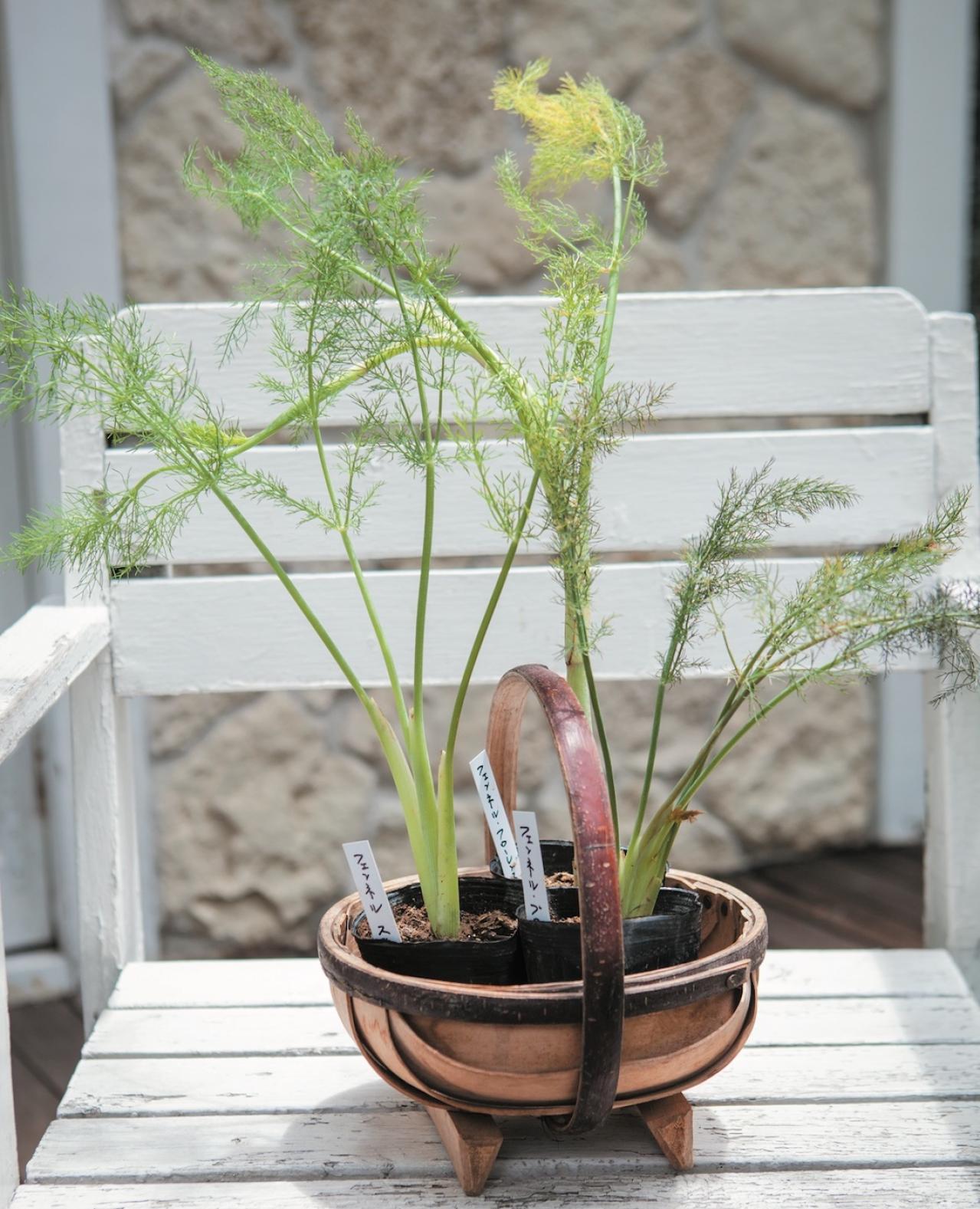 【ガーデニング】魚料理と相性バツグン！多年草ハーブ【フェンネル】の栽培方法と活用アイデア3選（画像4）