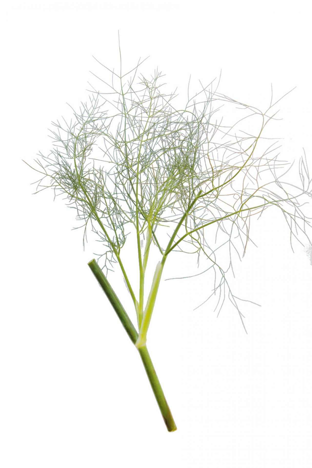 【ガーデニング】魚料理と相性バツグン！多年草ハーブ【フェンネル】の栽培方法と活用アイデア3選（画像3）