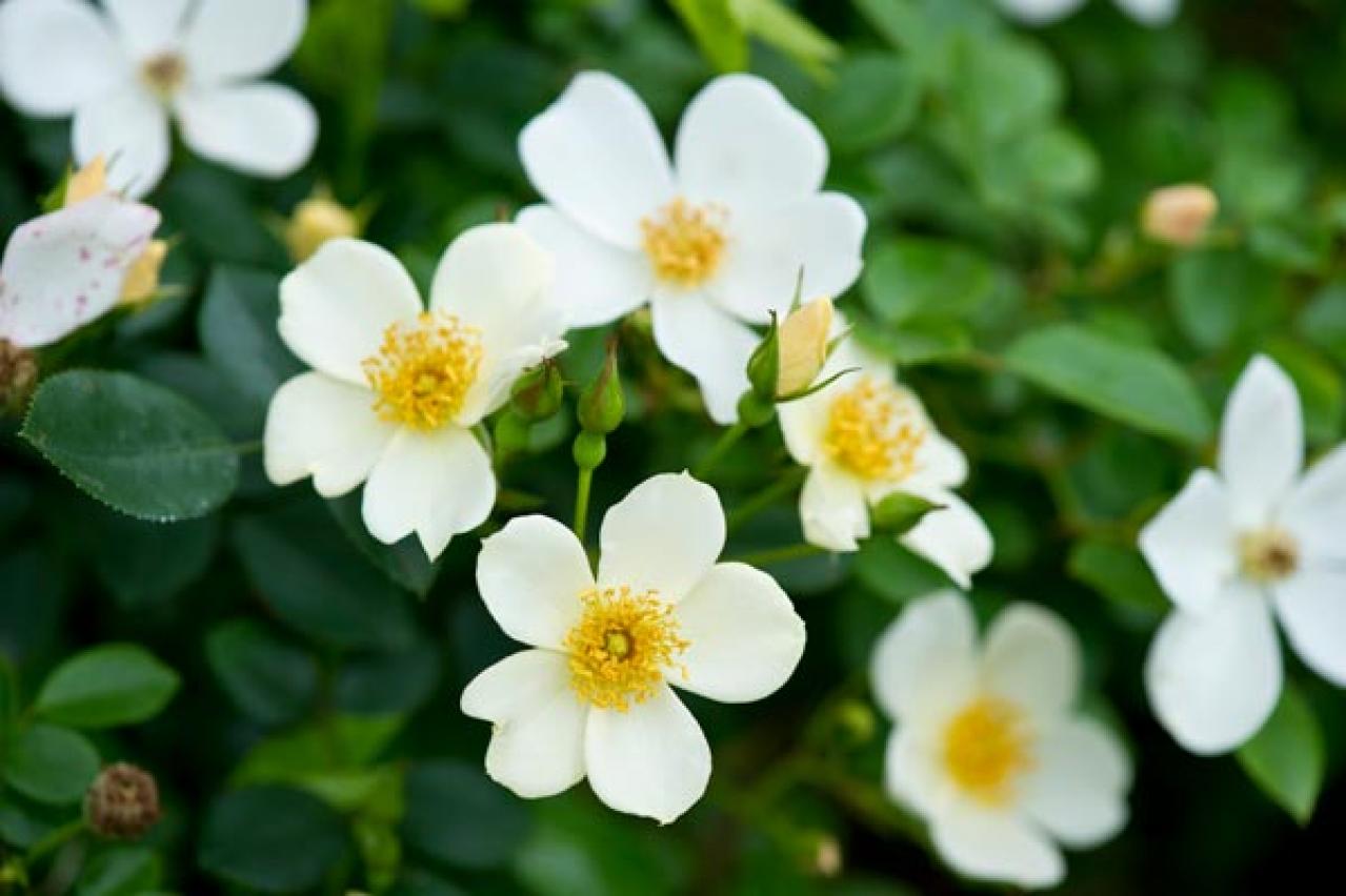 半日陰でも育つバラ！おすすめの強健バラ品種と初心者向け育て方（画像2）