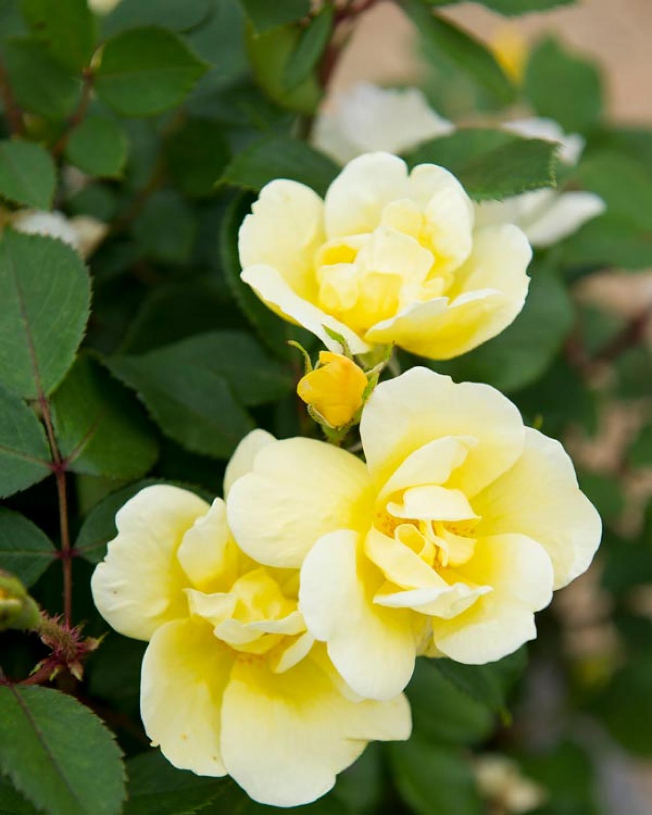 半日陰でも育つバラ！おすすめの強健バラ品種と初心者向け育て方（画像6）