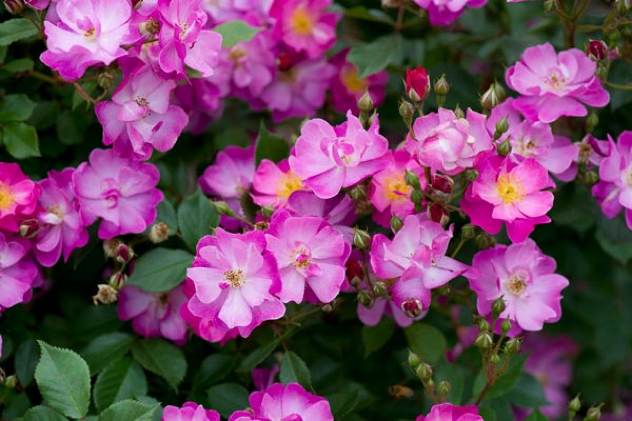 半日陰でも育つバラ！おすすめの強健バラ品種と初心者向け育て方（画像4）