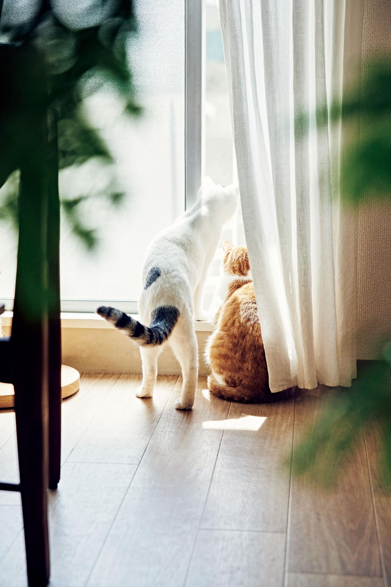 【大人のひとり暮らし】郊外に越して、老後の貯蓄に。2匹の猫と暮らす。イラストレーター柿崎こうこさん（画像3）