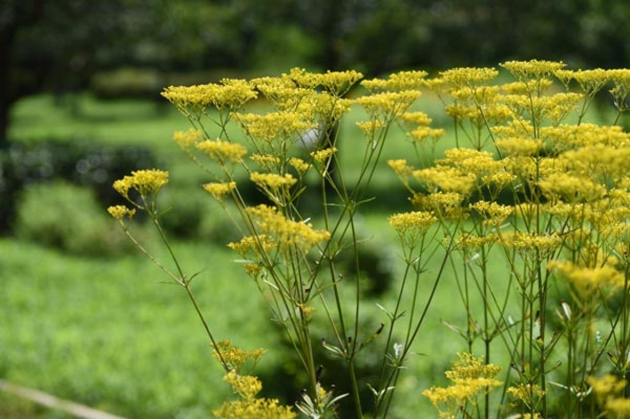 秋の風情を感じさせる多年草［8選］植えっぱなしで楽しめる（画像5）