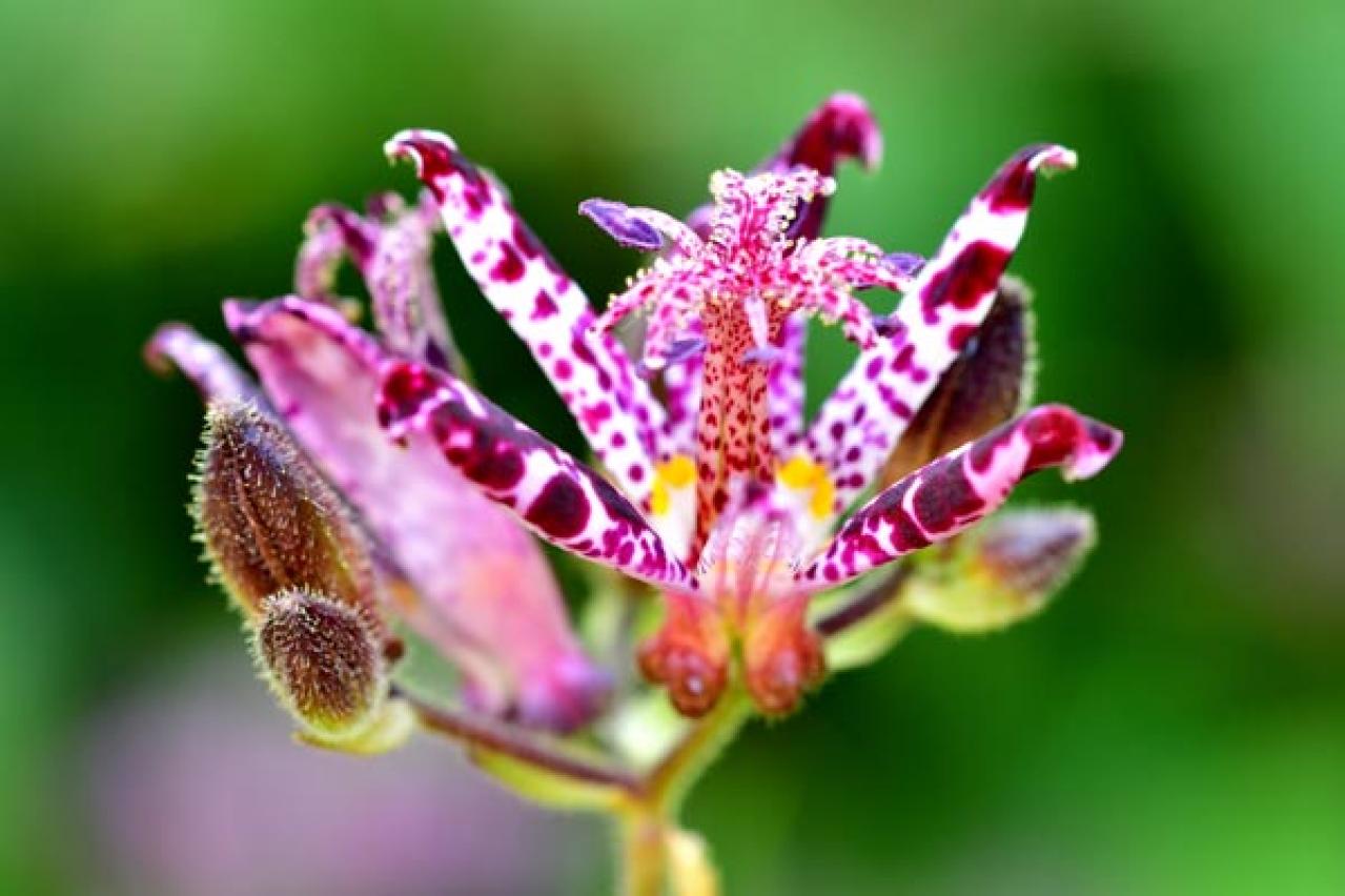 秋の風情を感じさせる多年草［8選］植えっぱなしで楽しめる（画像7）