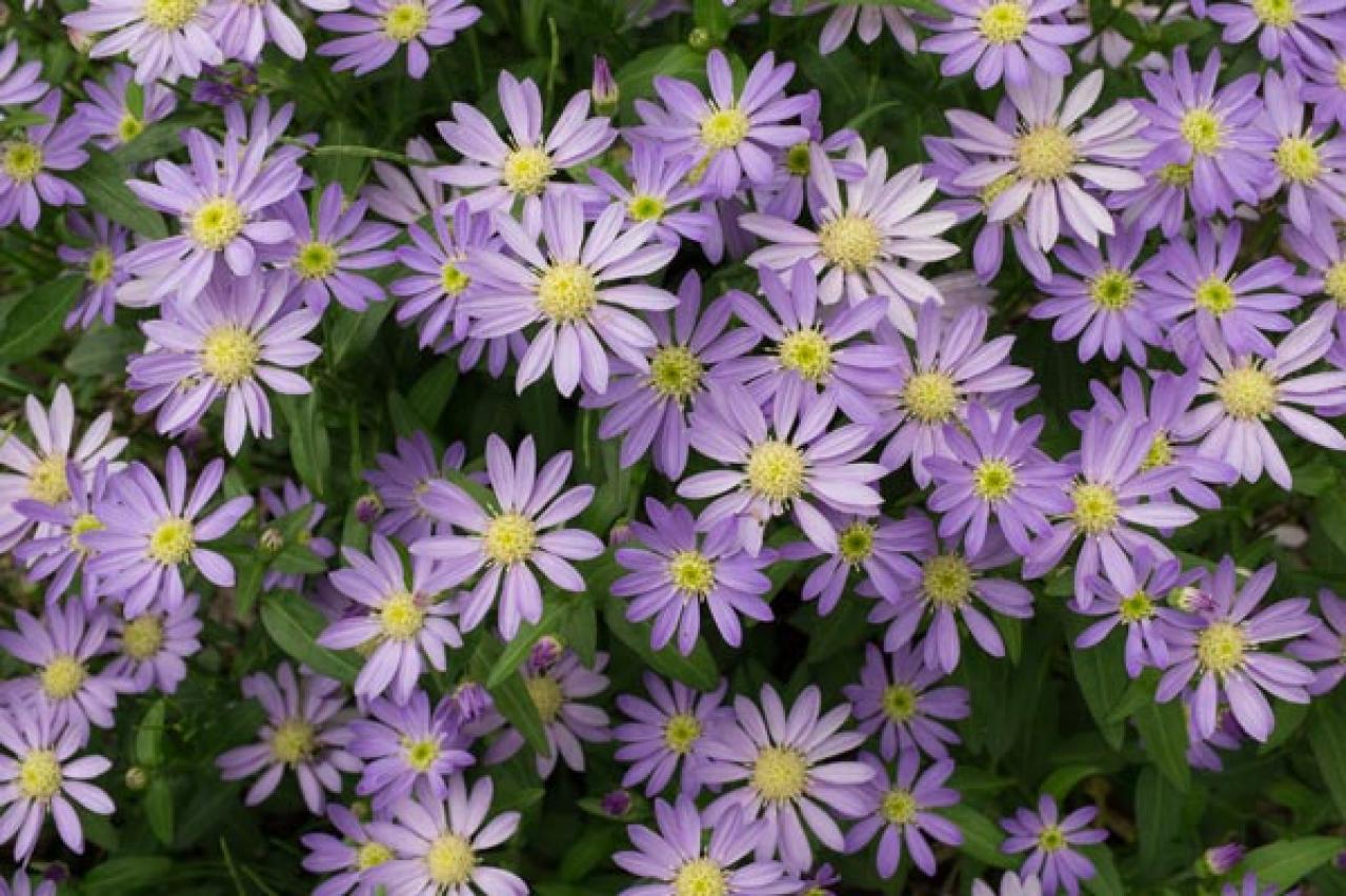 秋の風情を感じさせる多年草［8選］植えっぱなしで楽しめる（画像3）