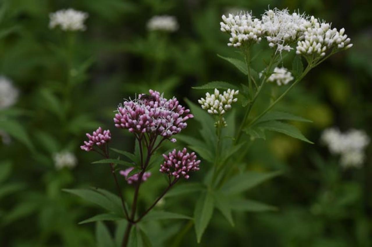 秋の風情を感じさせる多年草［8選］植えっぱなしで楽しめる（画像10）