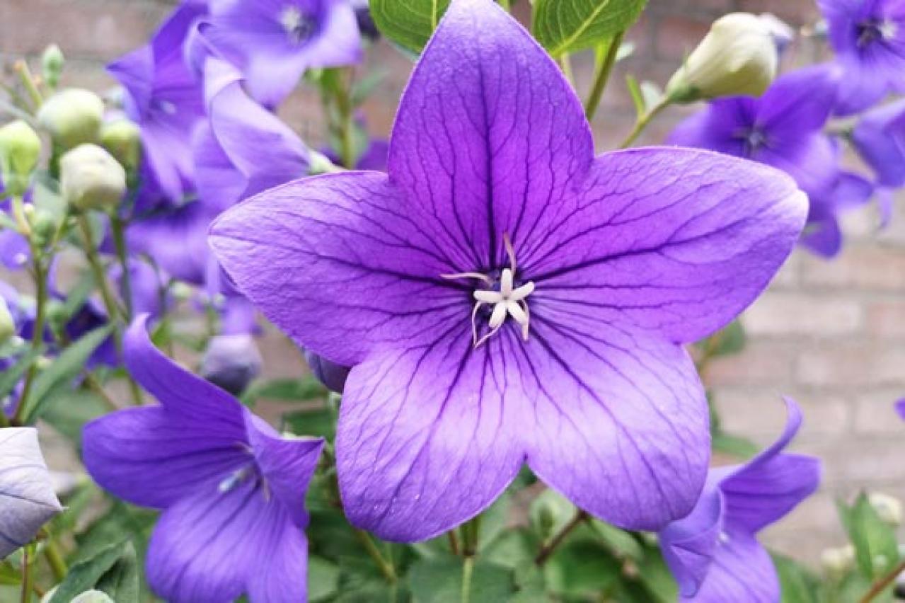 秋の風情を感じさせる多年草［8選］植えっぱなしで楽しめる（画像2）