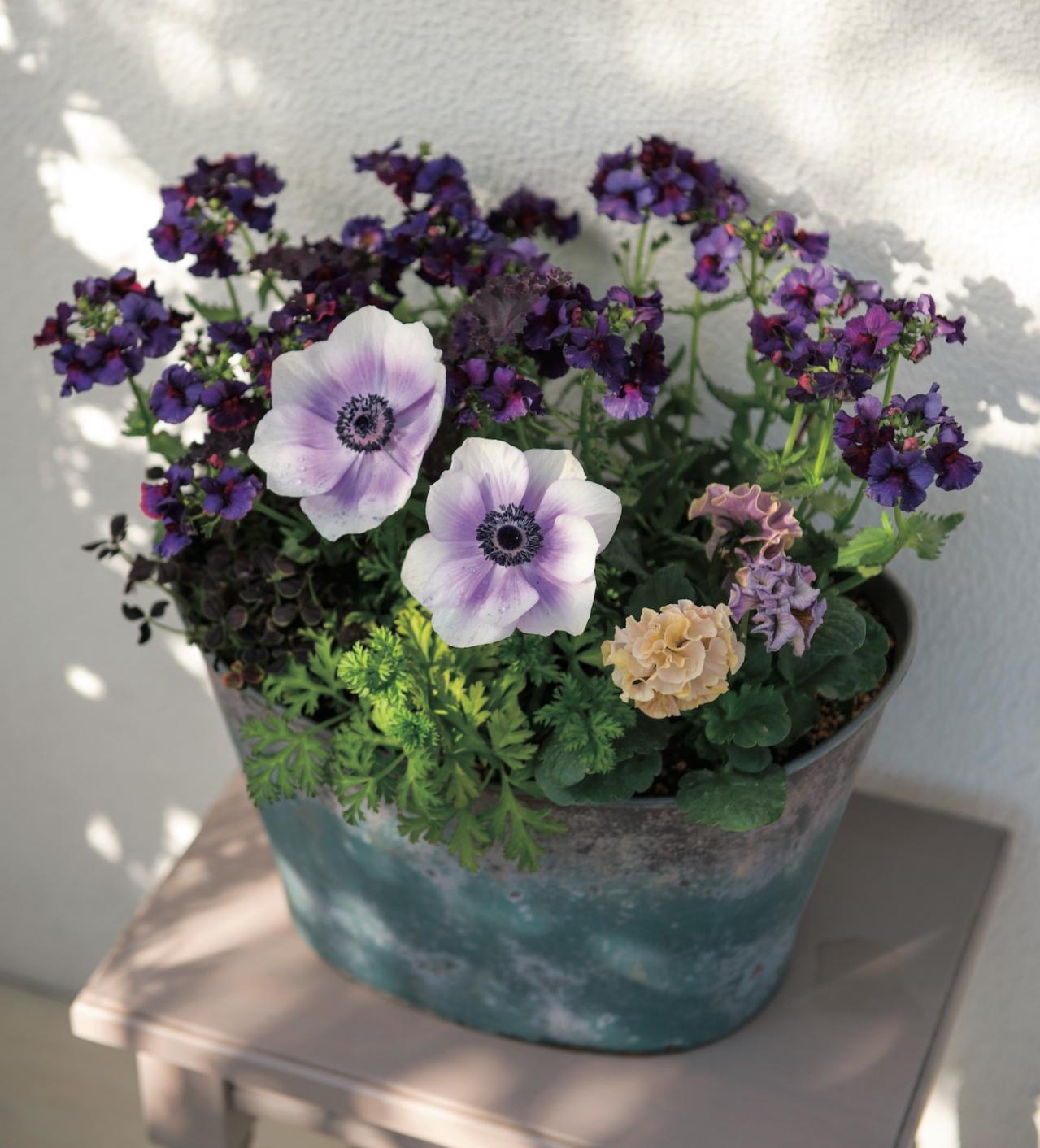 ニュアンスカラーの花を春まで楽しむ「アネモネ＆パンジー・ビオラ」の寄せ植え【ガーデニング】（画像4）