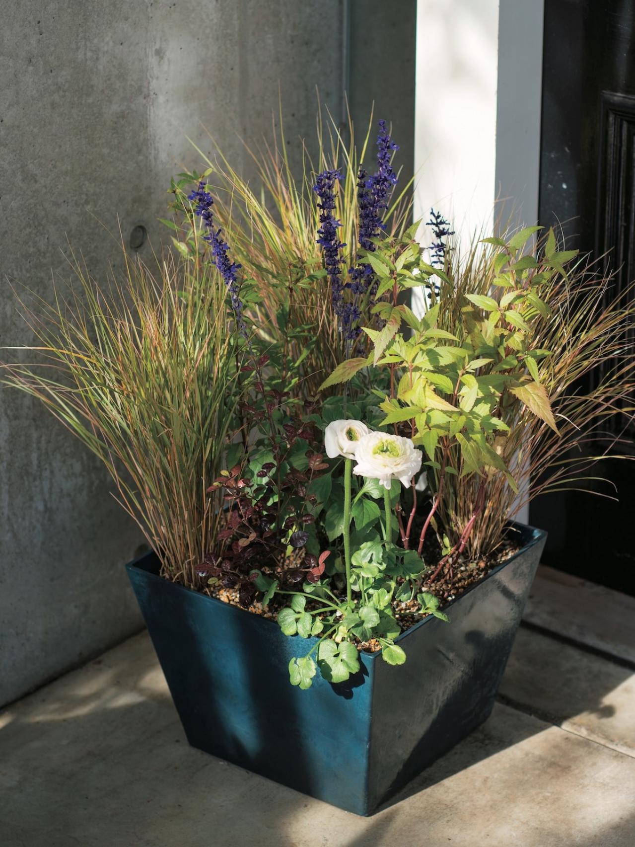 草姿と花で一年中楽しめる！「宿根草」のロングライフ寄せ植え【ガーデニング】（画像5）