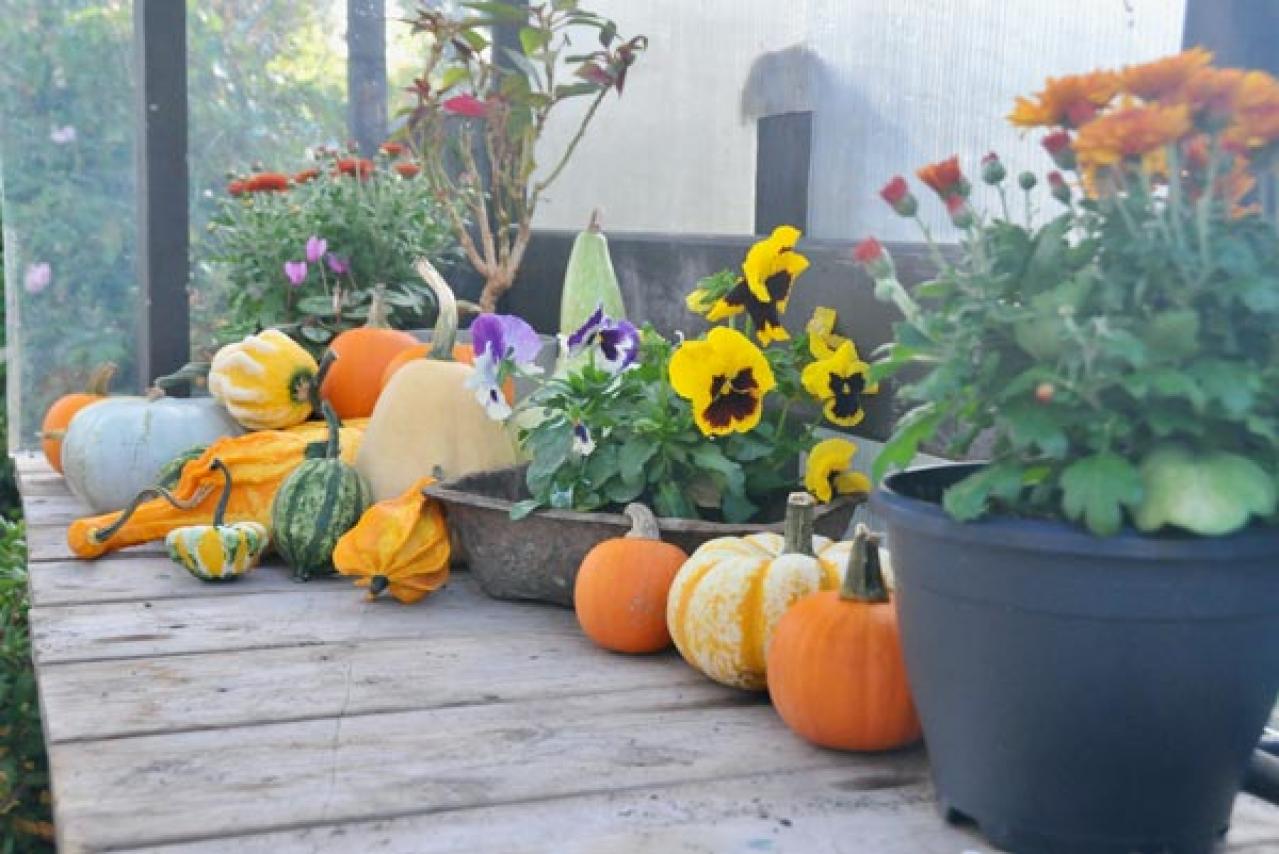 【ハロウィン特集】秋の草花と観賞用カボチャで玄関を彩る簡単ガーデニング（画像3）