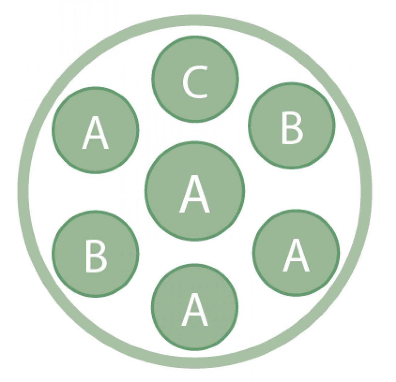 春まで長く花を楽しめる！「アネモネ＆ラナンキュラス」の寄せ植え 【ガーデニング】（画像4）