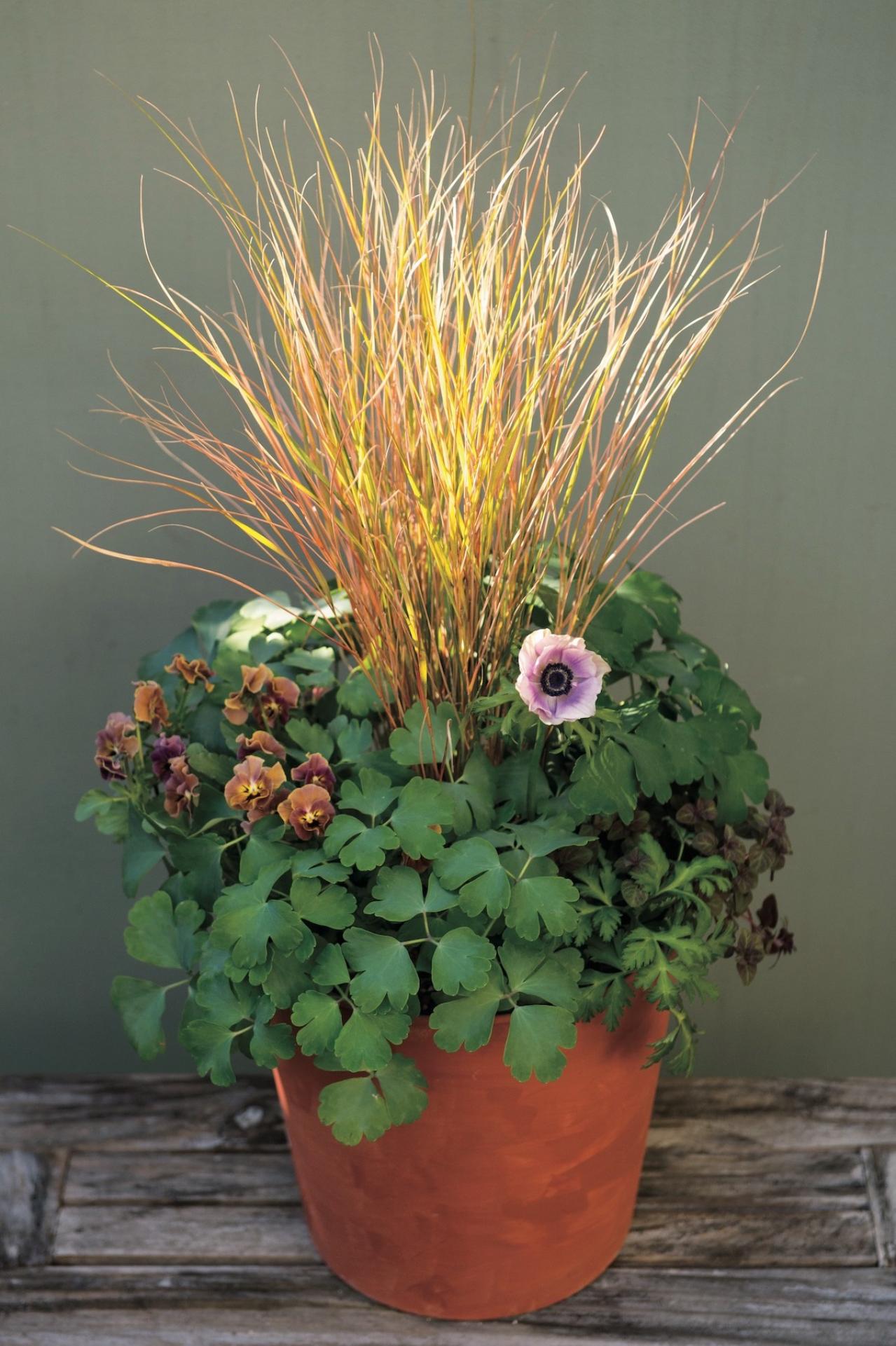 草姿と花で一年中楽しめる！「宿根草」のロングライフ寄せ植え【ガーデニング】（画像2）