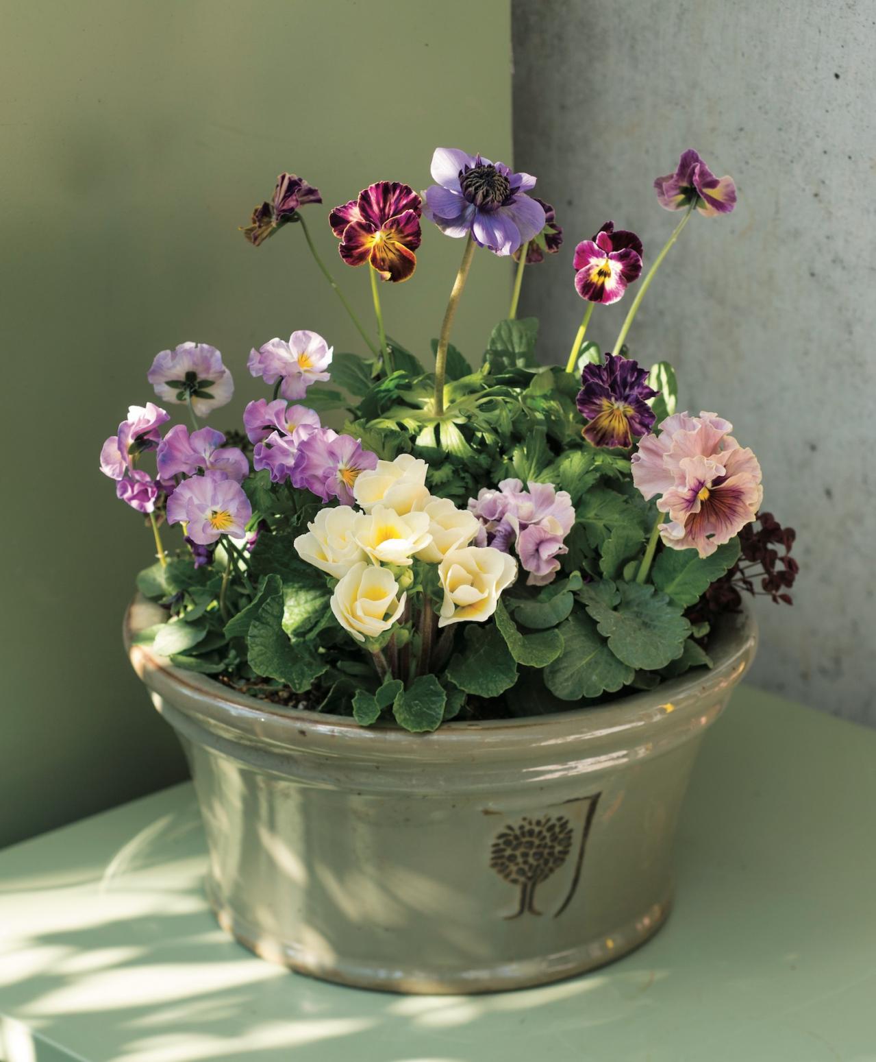 ニュアンスカラーの花を春まで楽しむ「アネモネ＆パンジー・ビオラ」の寄せ植え【ガーデニング】（画像2）