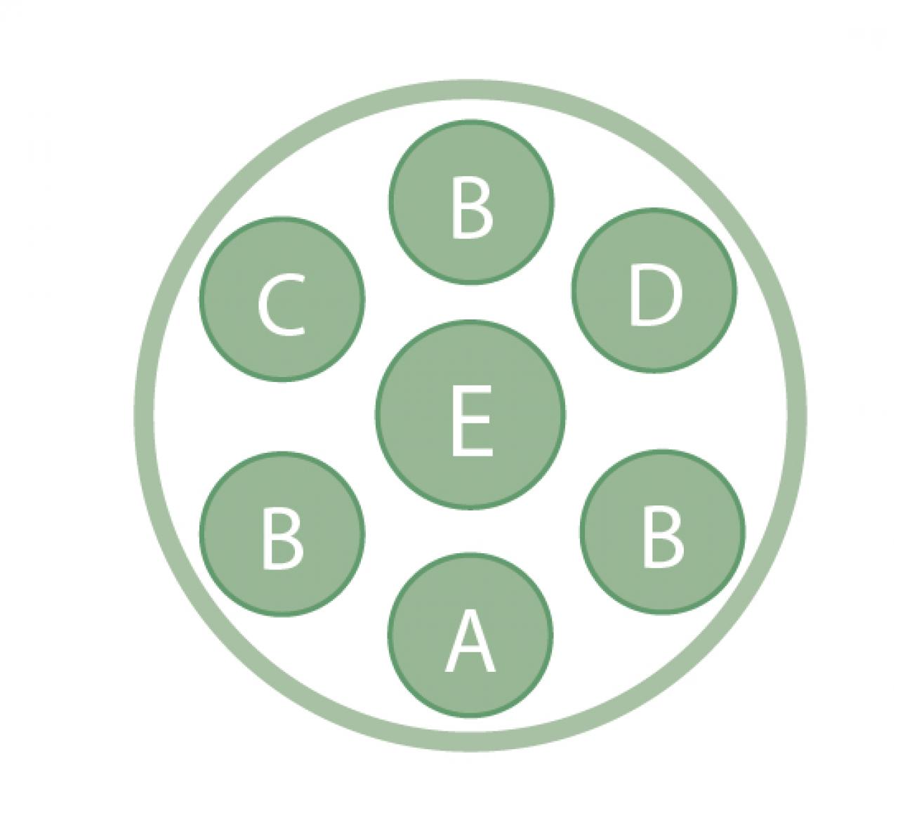 春まで長く花を楽しめる！「アネモネ＆ラナンキュラス」の寄せ植え 【ガーデニング】（画像3）