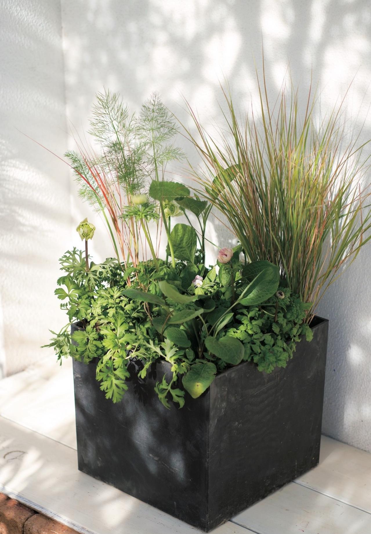 数年植えっぱなしでOK！「宿根草・常緑樹」のロングライフ寄せ植え【ガーデニング】（画像4）