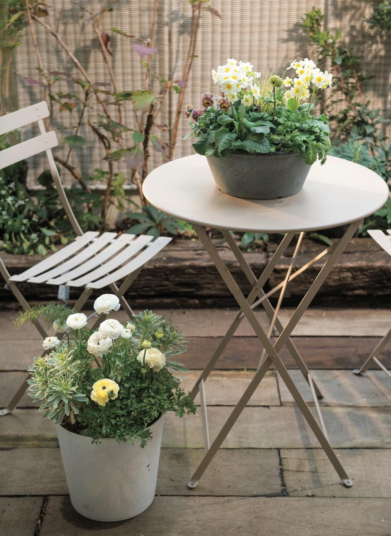 春まで長く花を楽しめる！「アネモネ＆ラナンキュラス」の寄せ植え 【ガーデニング】（画像2）