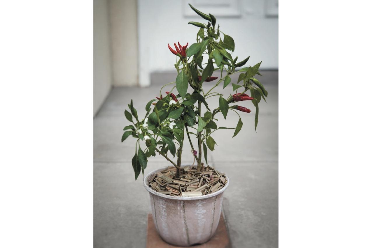 【ガーデニング】料理はもちろんクラフトに使っても楽しいハーブ【トウガラシ】の栽培方法と活用アイデア3選