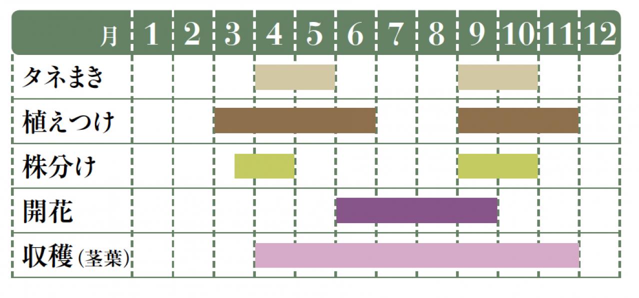【ガーデニング】育てて楽しい多年草ハーブ【オレガノ】の栽培方法と活用アイデア2選（画像2）