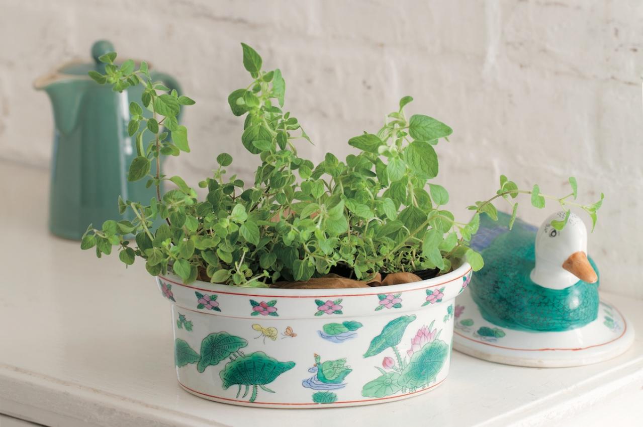 【ガーデニング】育てて楽しい多年草ハーブ【オレガノ】の栽培方法と活用アイデア2選