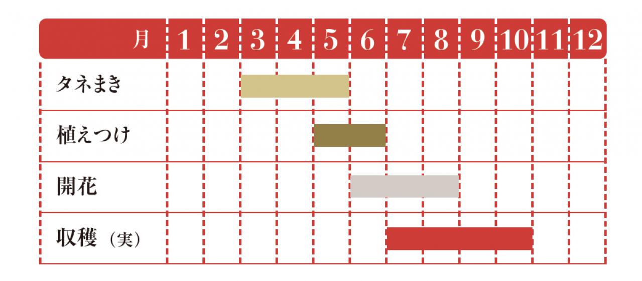 【ガーデニング】料理はもちろんクラフトに使っても楽しいハーブ【トウガラシ】の栽培方法と活用アイデア3選（画像2）