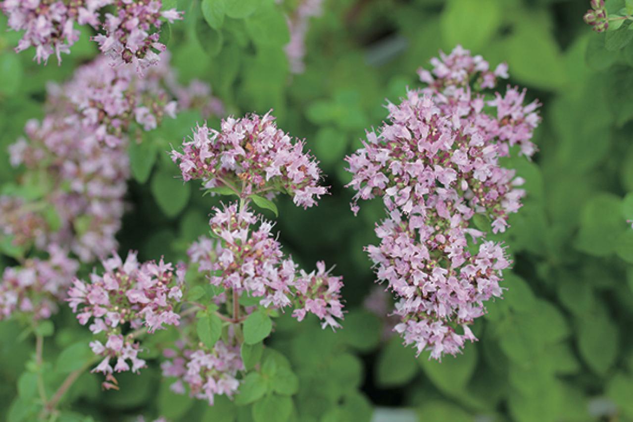 【ガーデニング】育てて楽しい多年草ハーブ【オレガノ】の栽培方法と活用アイデア2選（画像5）