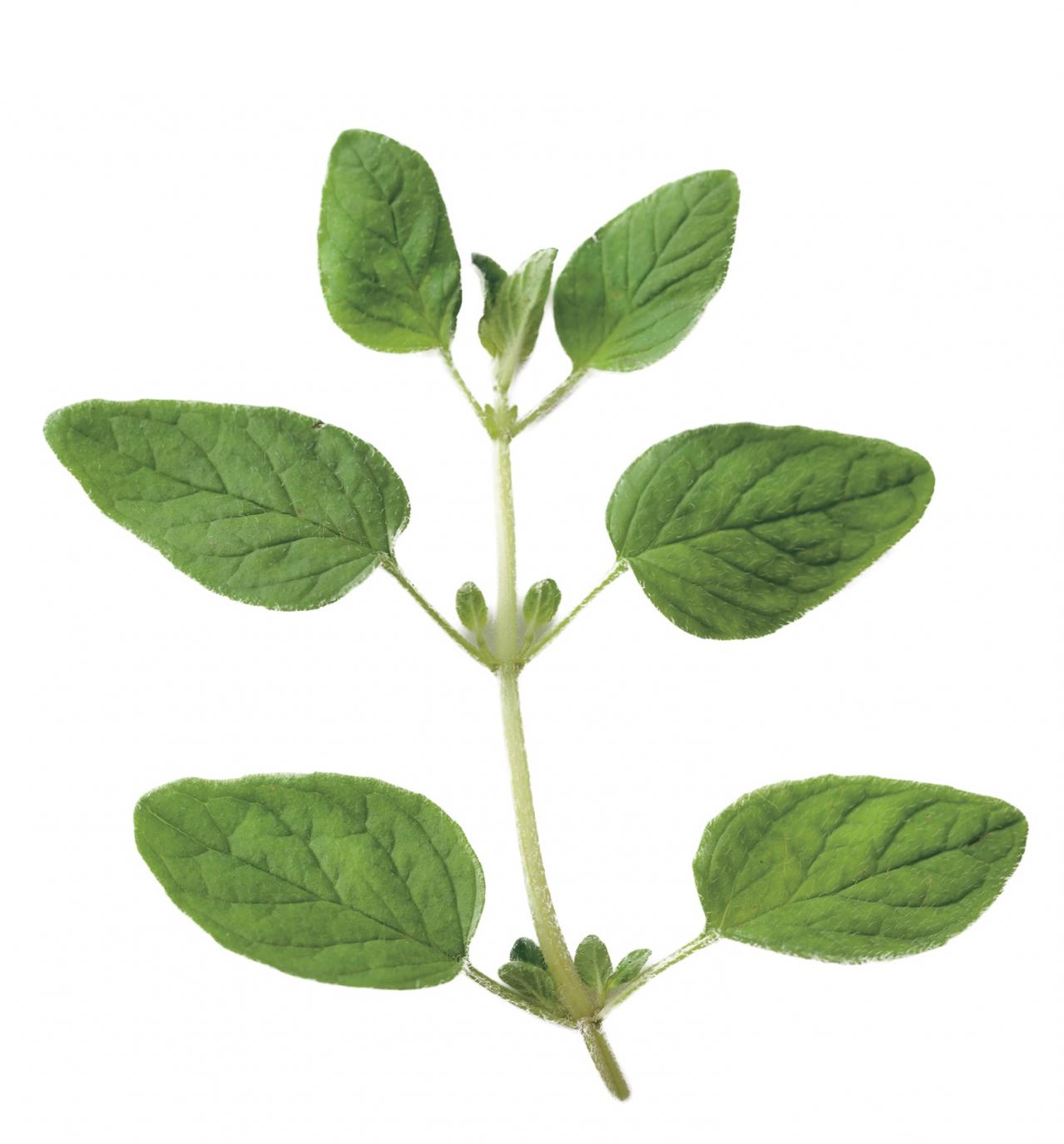 【ガーデニング】育てて楽しい多年草ハーブ【オレガノ】の栽培方法と活用アイデア2選（画像3）