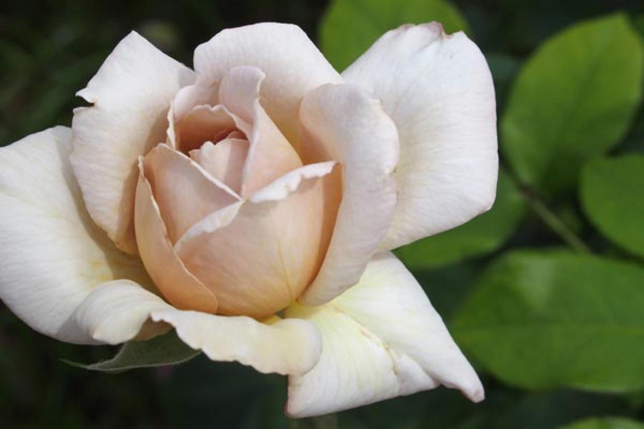 秋バラの魅力を徹底解説！見頃の時期やおすすめ品種、じっくり鑑賞するコツ（画像2）