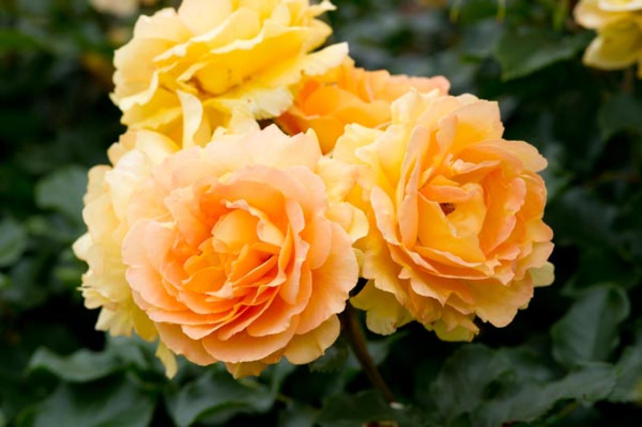 秋バラの魅力を徹底解説！見頃の時期やおすすめ品種、じっくり鑑賞するコツ（画像5）