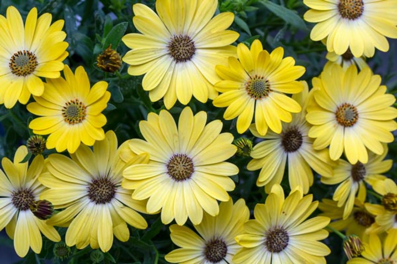 初心者必見！パンジーとビオラの違いとは？似ている花の育て方ガイド（画像6）