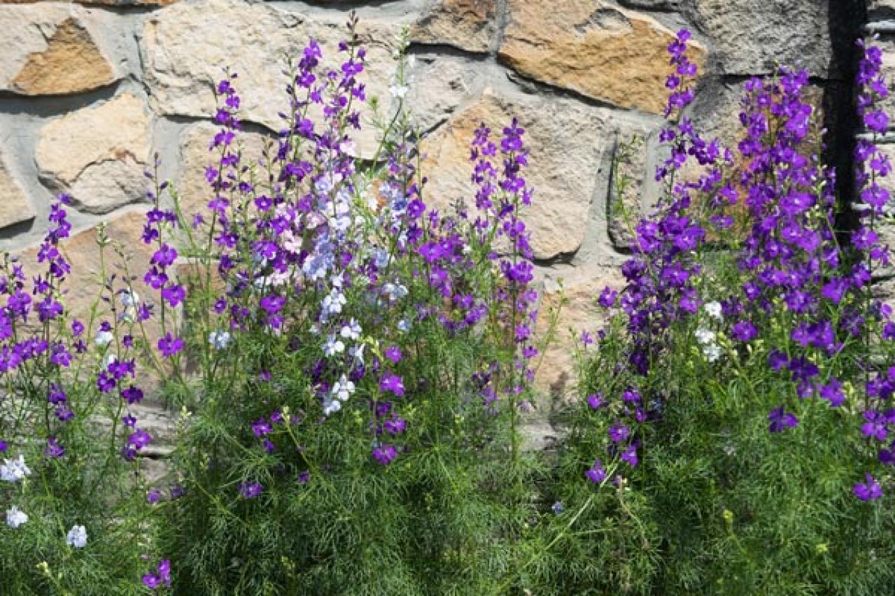 初心者必見！パンジーとビオラの違いとは？似ている花の育て方ガイド（画像9）