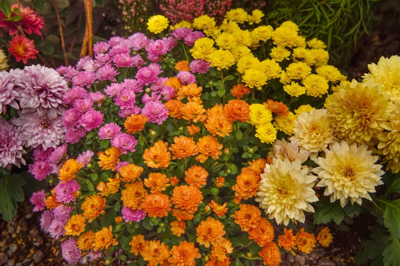 初心者必見！パンジーとビオラの違いとは？似ている花の育て方ガイド（画像4）