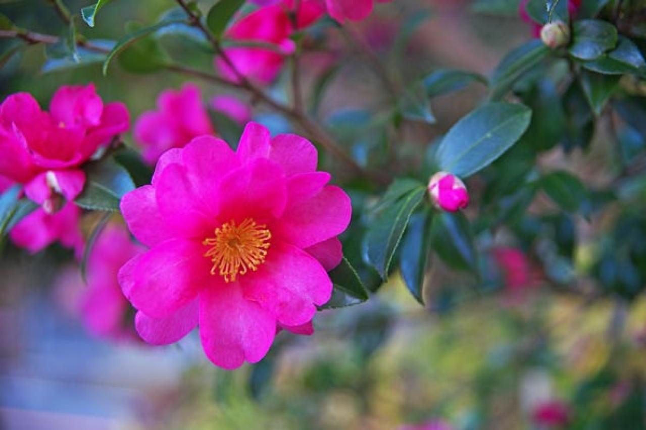 初心者必見！パンジーとビオラの違いとは？似ている花の育て方ガイド（画像15）