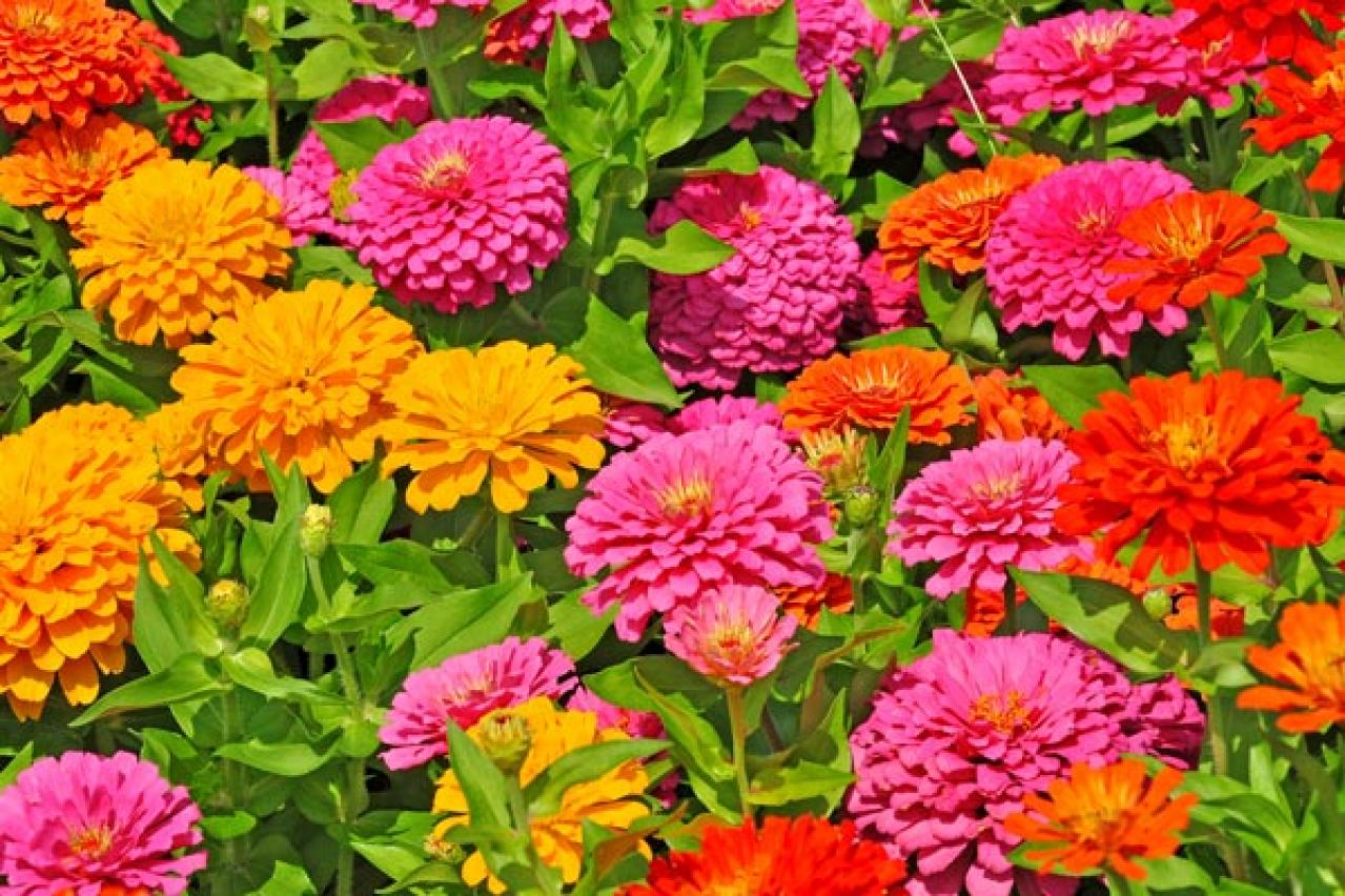 初心者必見！パンジーとビオラの違いとは？似ている花の育て方ガイド（画像3）