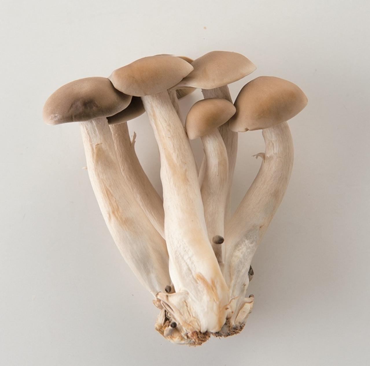 野菜たっぷりでヘルシー！【きのこの副菜】2選「小松菜の中華サラダ」「ブロッコリーの煮びたし」（画像3）