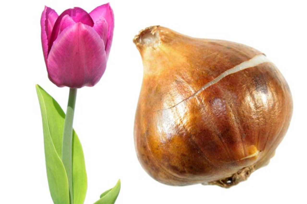 チューリップの魅力満載！長くかわいく咲かせる植え方をアドバイス【ガーデニング】（画像15）