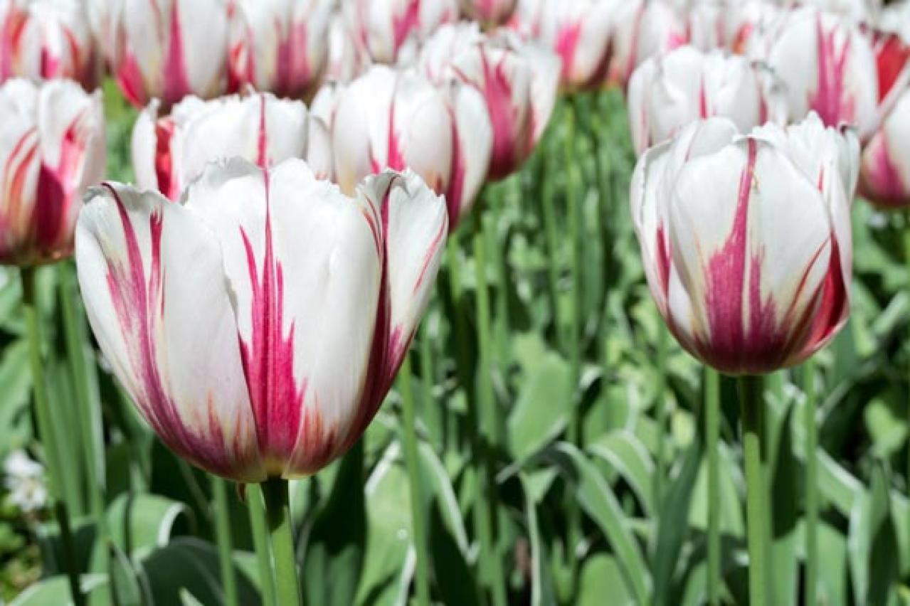 チューリップの魅力満載！長くかわいく咲かせる植え方をアドバイス【ガーデニング】（画像5）