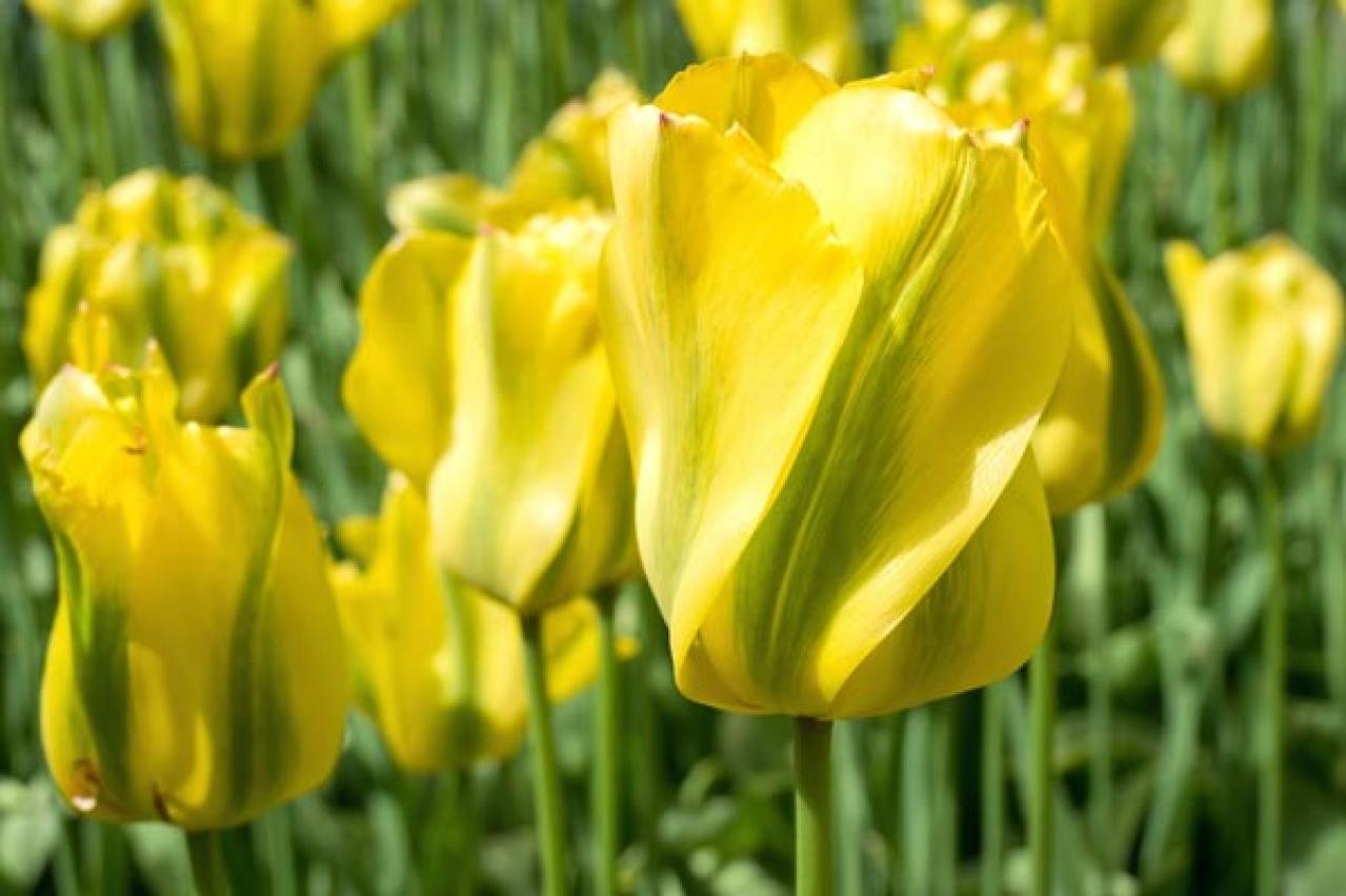 チューリップの魅力満載！長くかわいく咲かせる植え方をアドバイス【ガーデニング】（画像12）