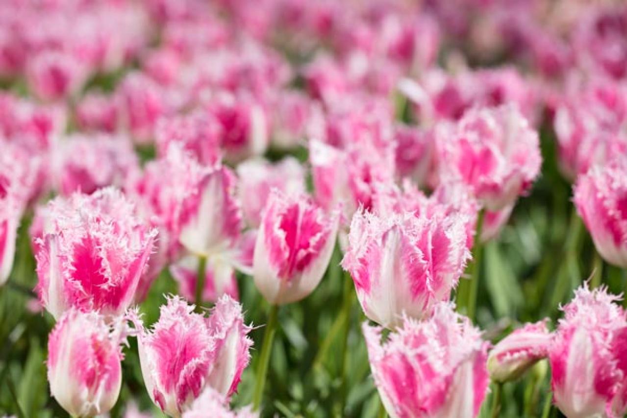 チューリップの魅力満載！長くかわいく咲かせる植え方をアドバイス【ガーデニング】（画像9）