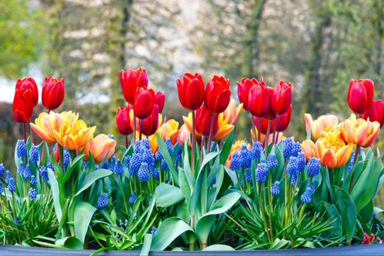 チューリップの魅力満載！長くかわいく咲かせる植え方をアドバイス【ガーデニング】（画像16）