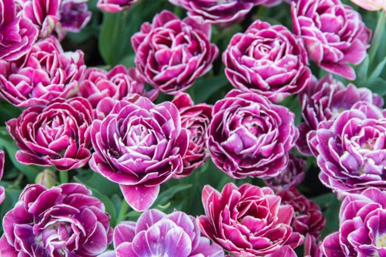 チューリップの魅力満載！長くかわいく咲かせる植え方をアドバイス【ガーデニング】（画像4）