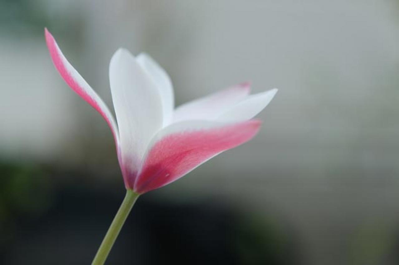 チューリップの魅力満載！長くかわいく咲かせる植え方をアドバイス【ガーデニング】（画像14）