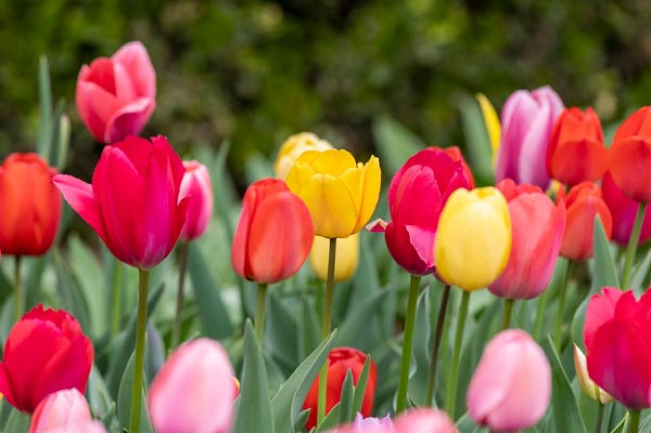 チューリップの魅力満載！長くかわいく咲かせる植え方をアドバイス【ガーデニング】（画像3）