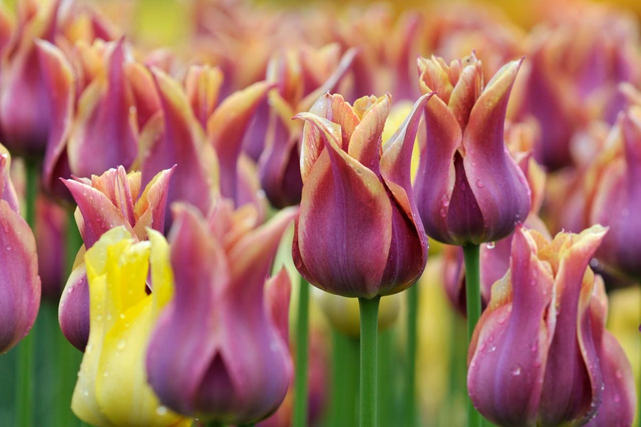 チューリップの魅力満載！長くかわいく咲かせる植え方をアドバイス【ガーデニング】