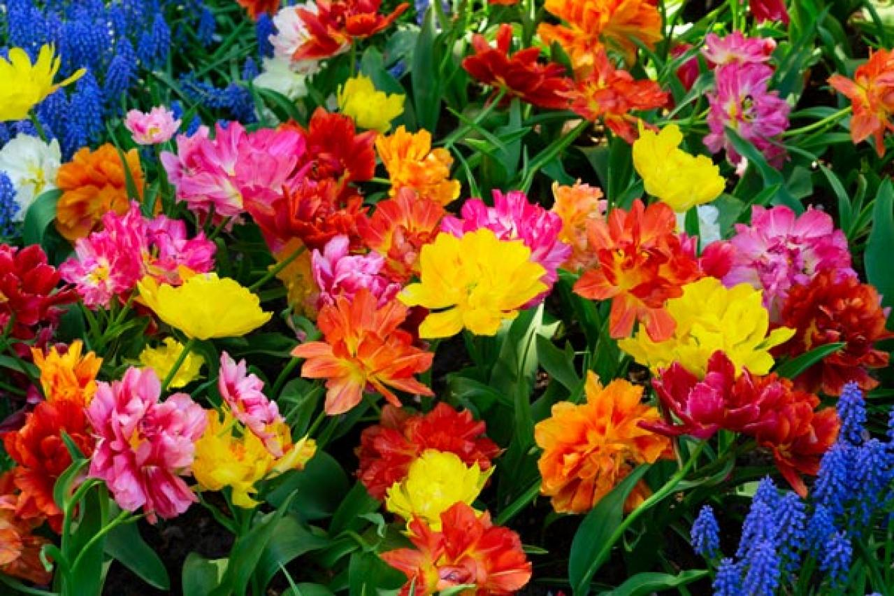 チューリップの魅力満載！長くかわいく咲かせる植え方をアドバイス【ガーデニング】（画像2）